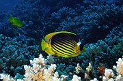 Chaetodon fasciatus Poisson papillon tabac-Safaga Gamul kebir-4m-20171120-Denis-ADER-DSC_3079_tn